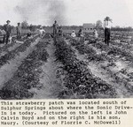John Calvin Boyd, and son, Maury Boyd in a Strawberry Patch