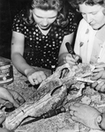Pleistocene Horse Skull, Front by Hazel A. Peterson