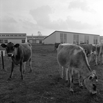 Cows Grazing at Creative Arts Village by East Texas State University